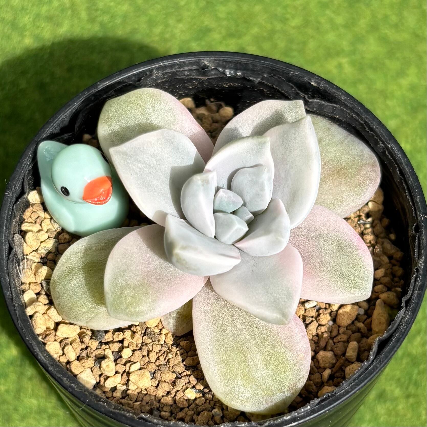 多肉植物 豆彦商店