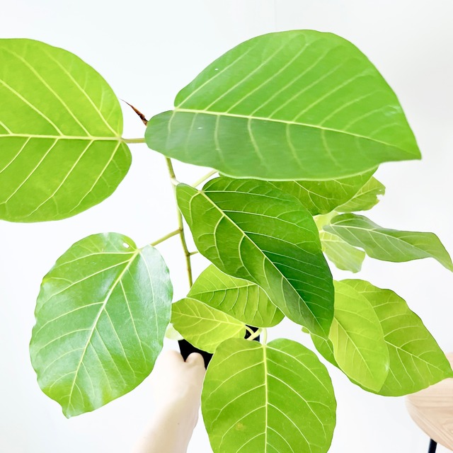 【登録品種】107. ポトス テルノバンピー 観葉植物