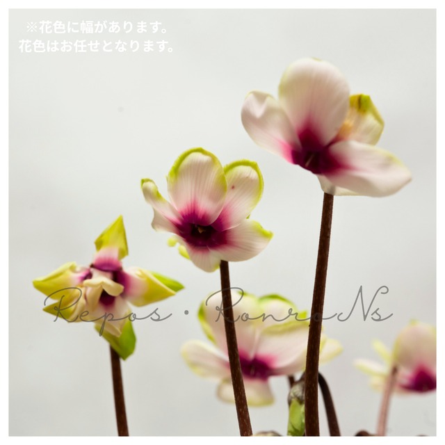 シクラメン：グリーンティアラ（3号）八重咲き　シクラメン苗　ガーデンシクラメン　寄せ植え　品評会受賞　