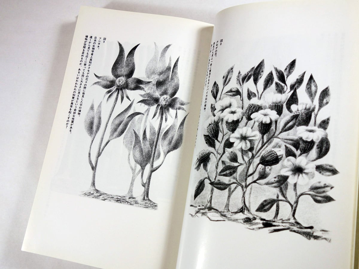 平行植物（レオ・レオーニ 著、宮本淳 訳） | bookstore ナルダ