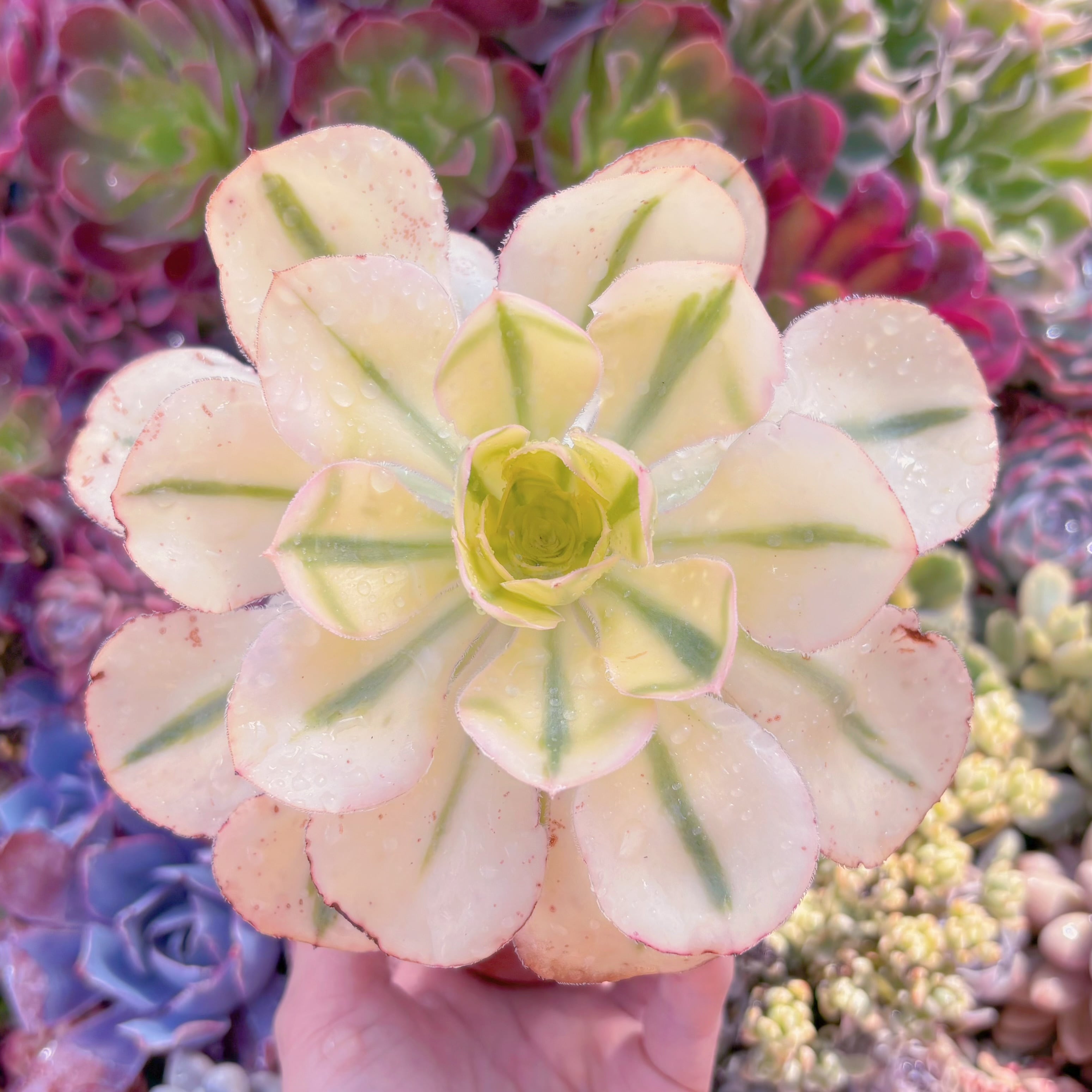 現品　燕姿黄斑錦#698　稀少　るる農園