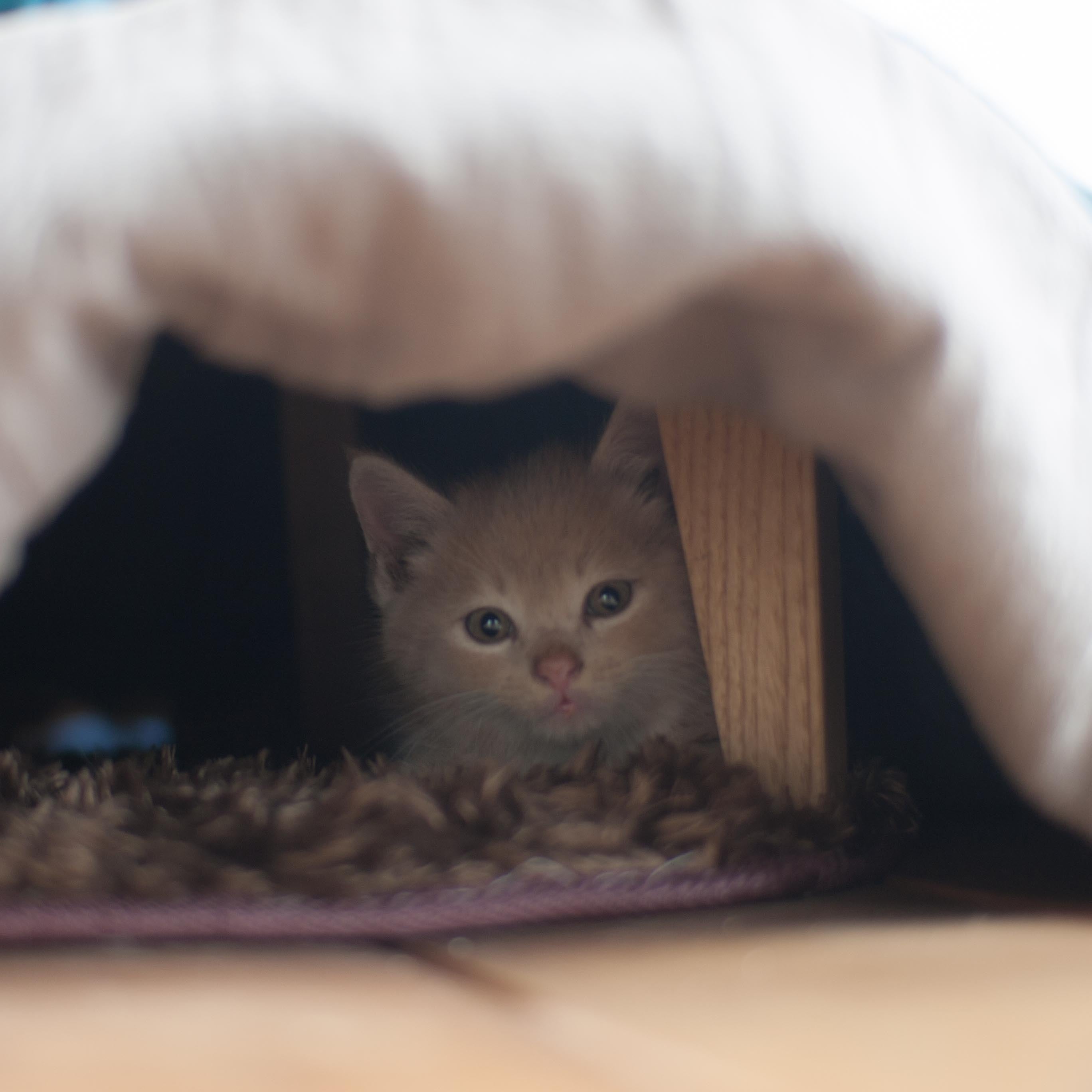 くりのねこたつ（ネイビーカラーかけ布団付）猫用こたつ 子犬用こたつ