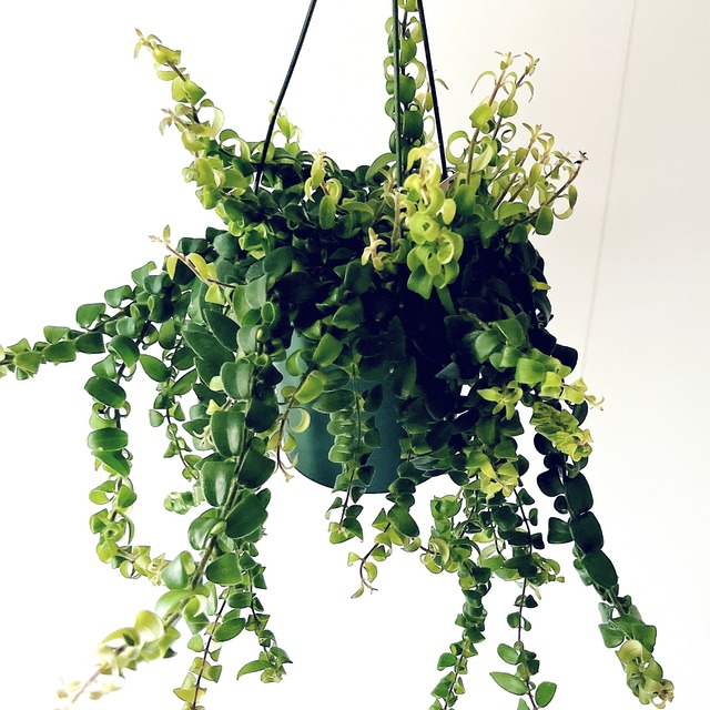 エスキナンサス サンライズ |トイプードルみたいな 観葉植物 吊り下げ calm cafe