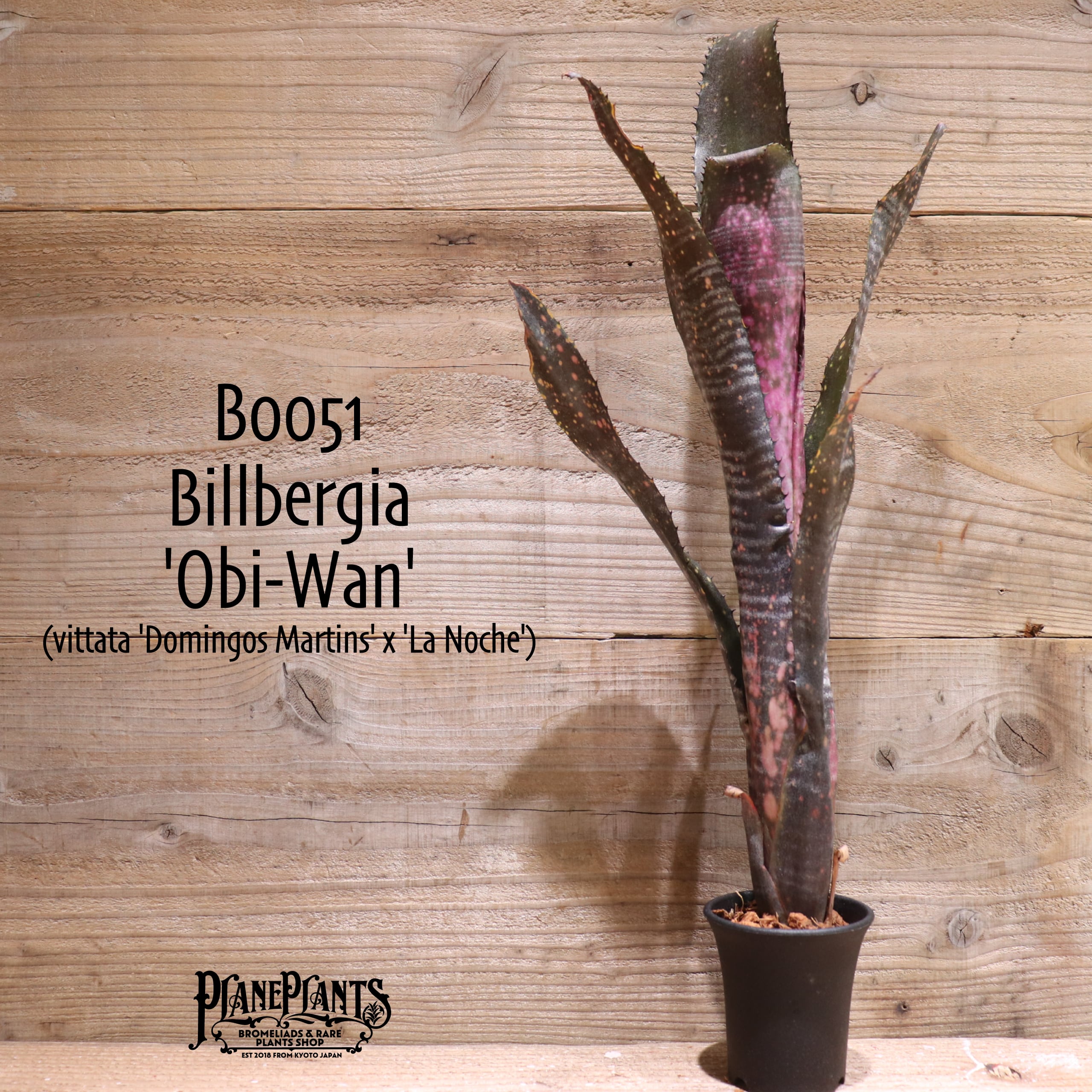 ビルベルギア Billbergia Obi-wan ブロメリア・エアープランツ