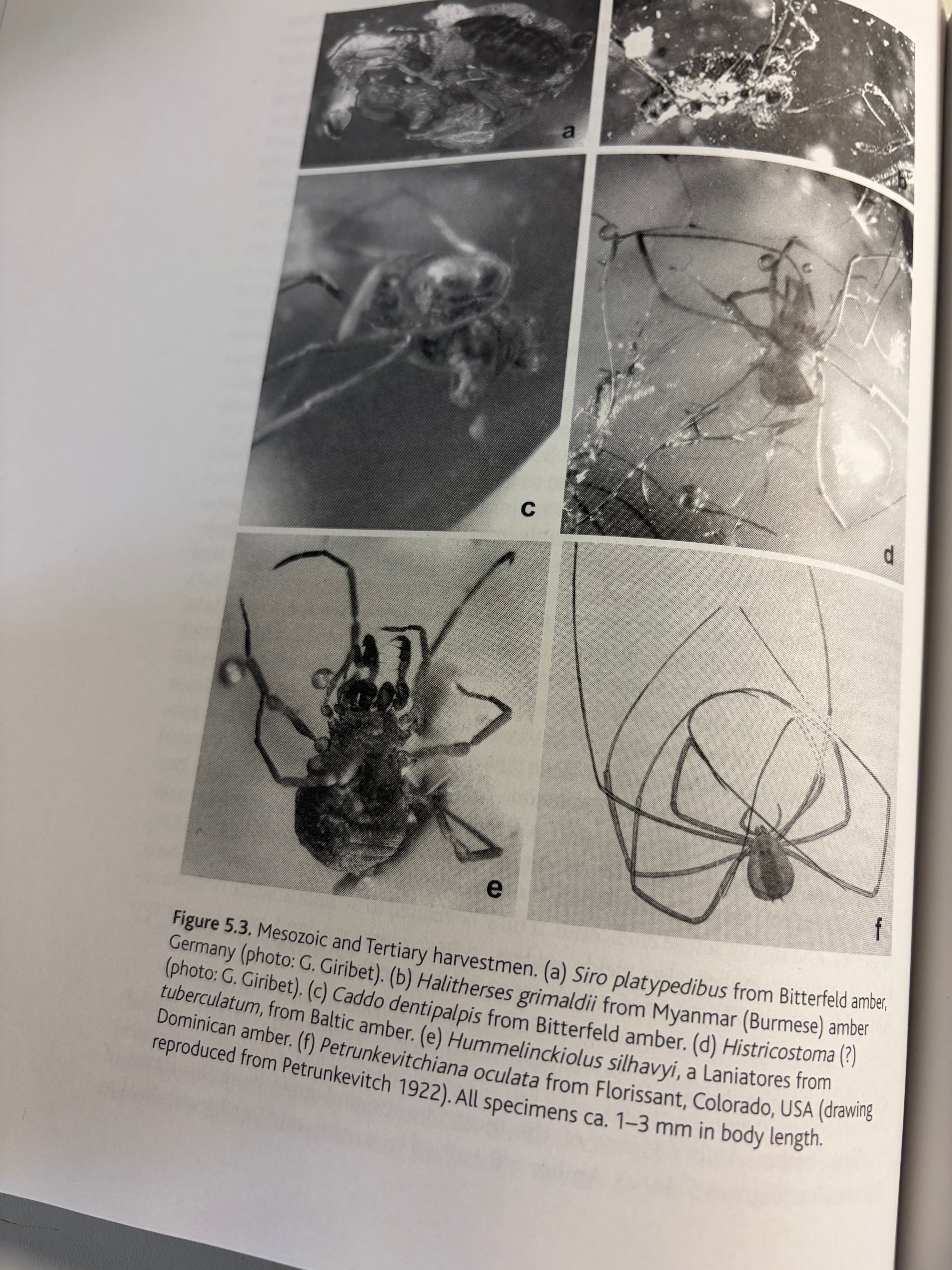 ザトウムシの洋書 奇蟲 タランチュラムカデセンチピードサソリウデムシ