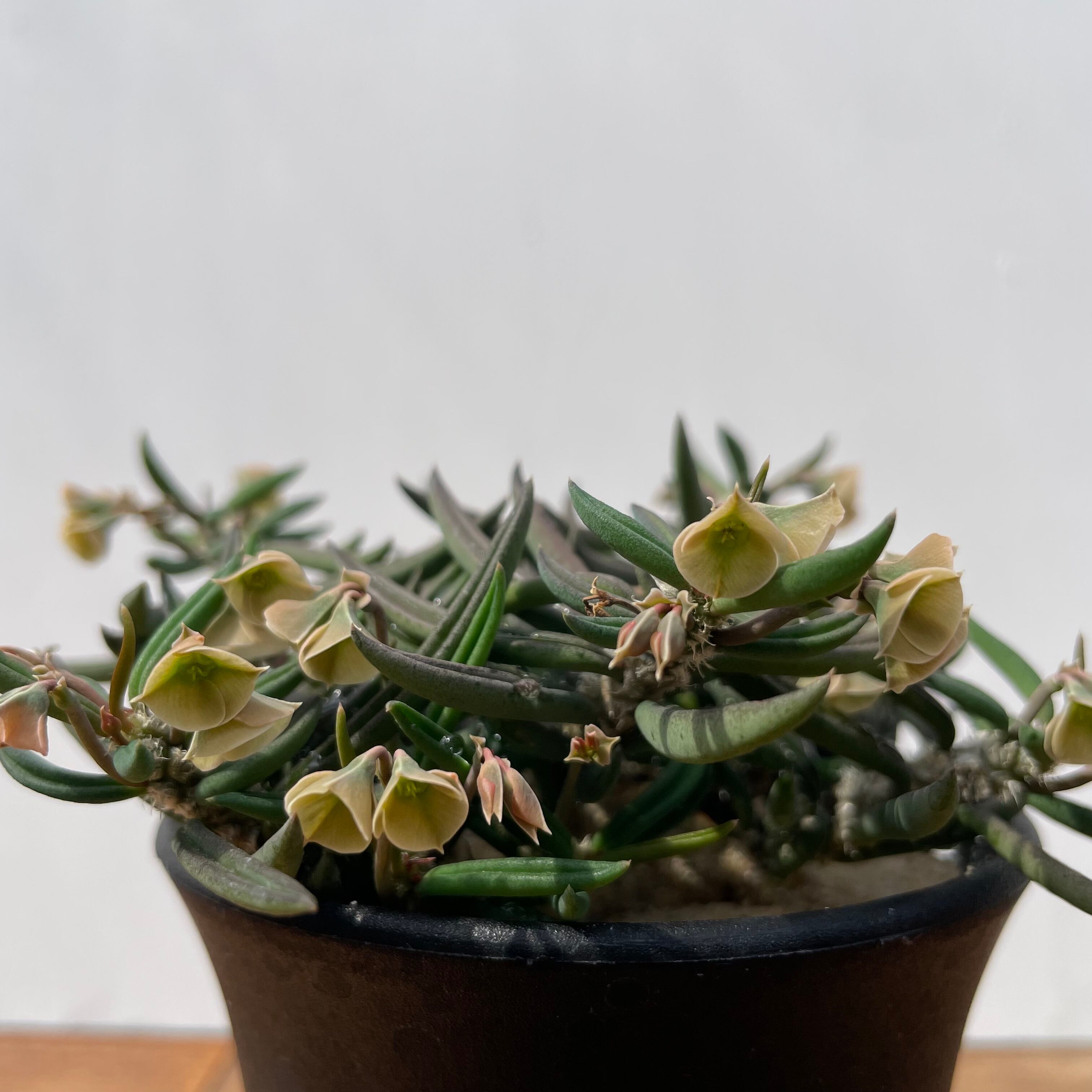 Euphorbia cylindrifolia 【ユーフォルビア・キリンドリフォリアツベリ