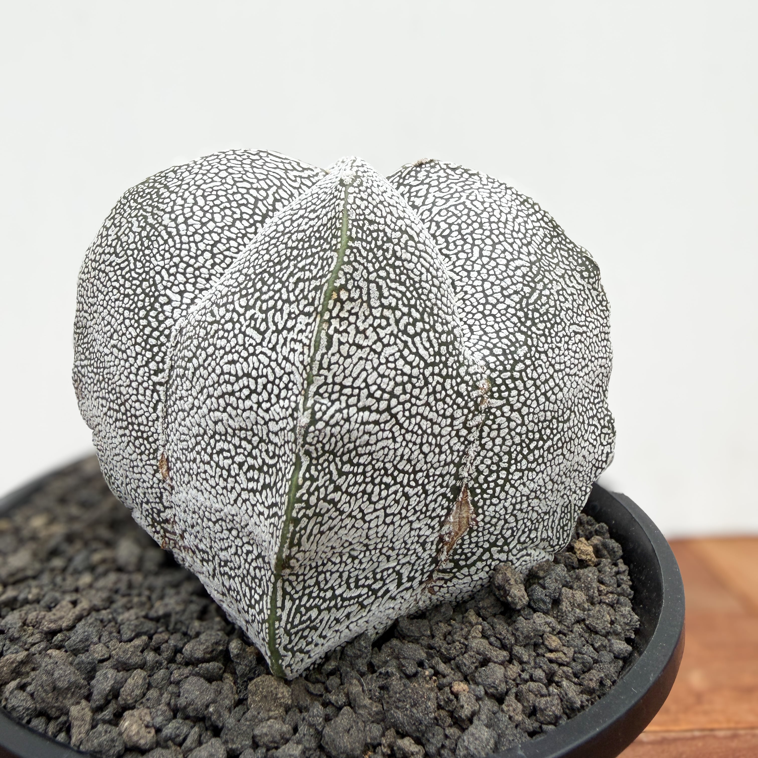 Astrophytum 【アストロフィツム・恩塚四角ランポー玉】 | RIMO'S