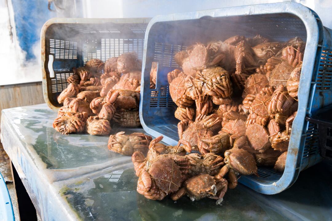 山口水産　匠の極上仕上げ　１尾５００グラム前後　【ボイル・冷凍・個数色々選択できます】