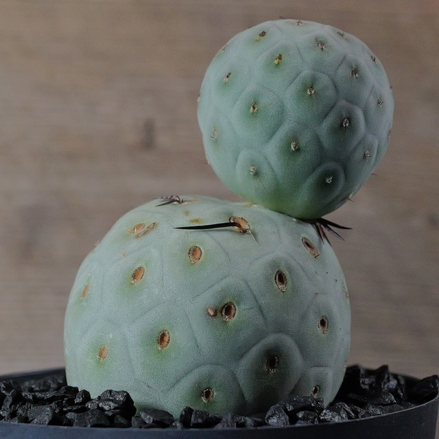 大球 最大幅 5cm 2球 ダブル テフロカクタス ゲオメトリクス