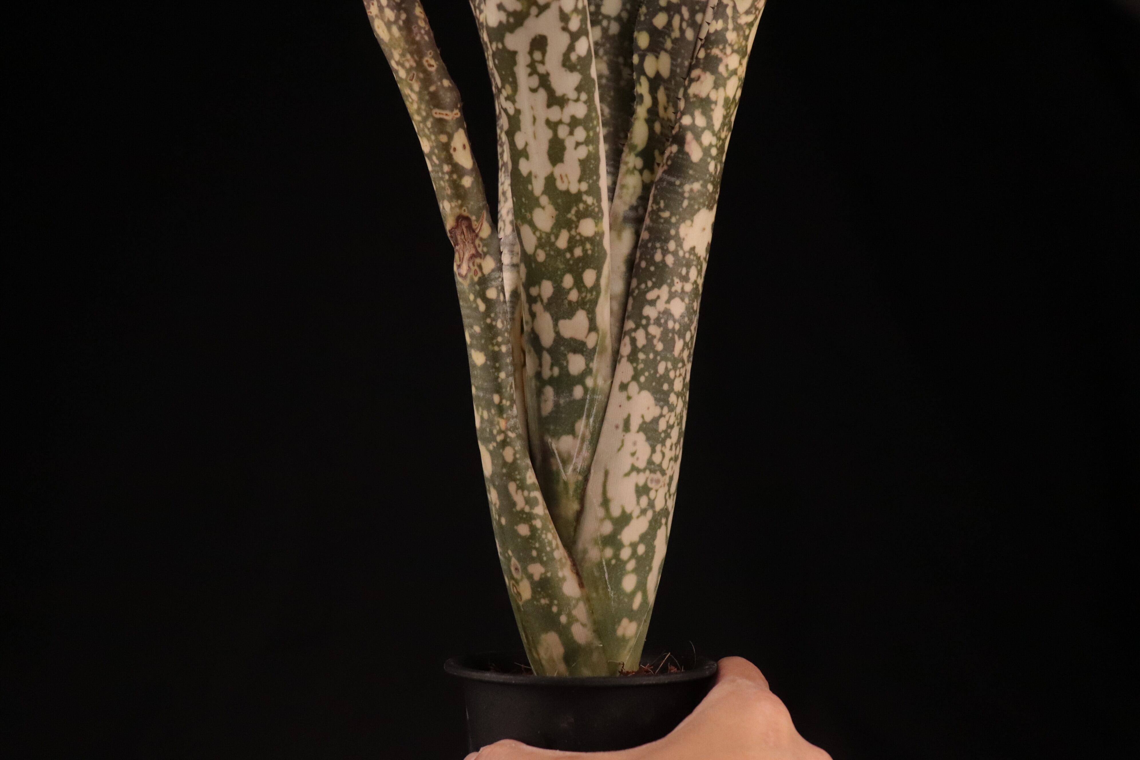 Billbergia 'Limestone'〔ビルベルギア〕現品発送B0289 送料無料】Billbergia 'Limestone'〔ビルベルギア〕現品発送