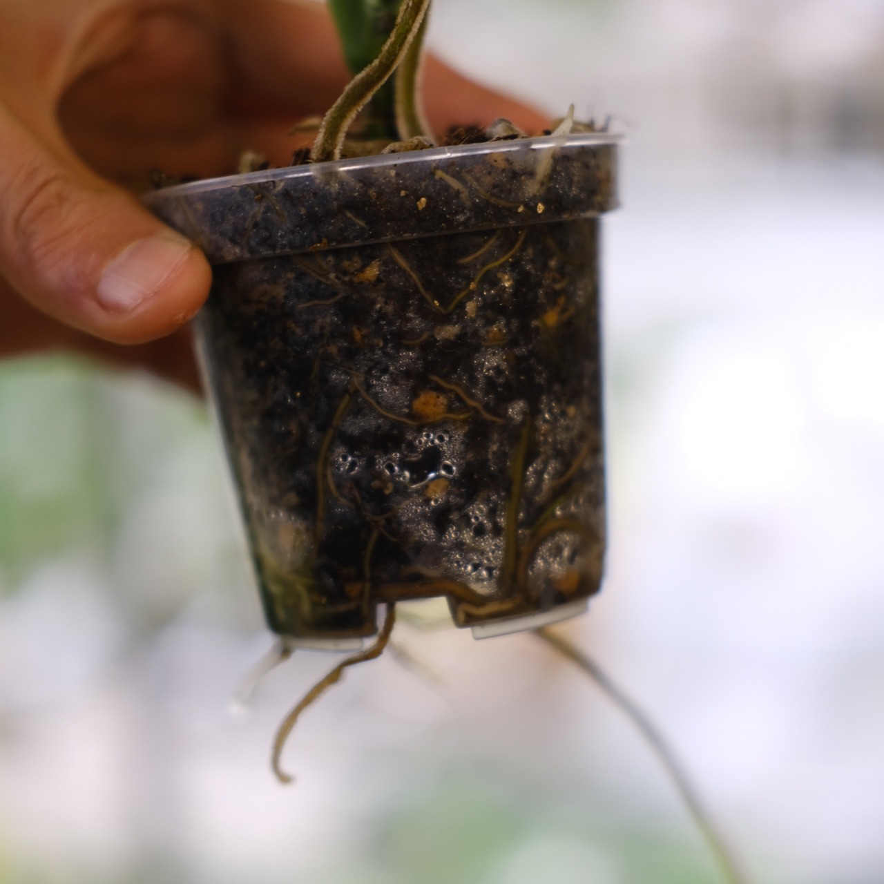 【実生】モンステラ オブリクア ペルー / Monstera Obliqua Peru⑦ / 観葉植物