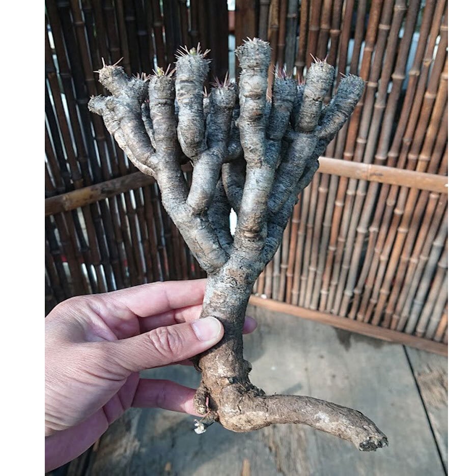 ユーフォルビア ギラウミニアナ EUPHORBIA GIILLAUMINIANA | 多肉植物