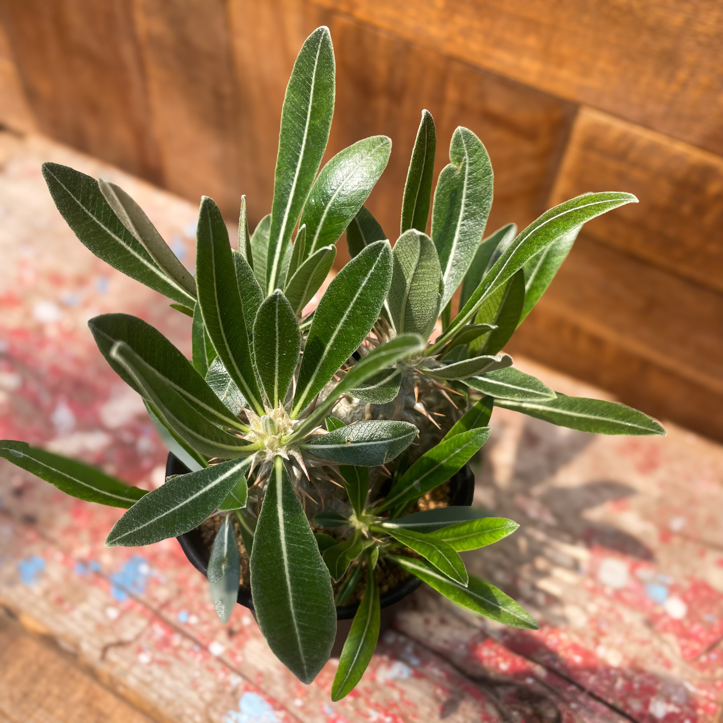 Pachypodium 'Itoh Hybrid'【パキポディウム・伊藤ハイブリッド