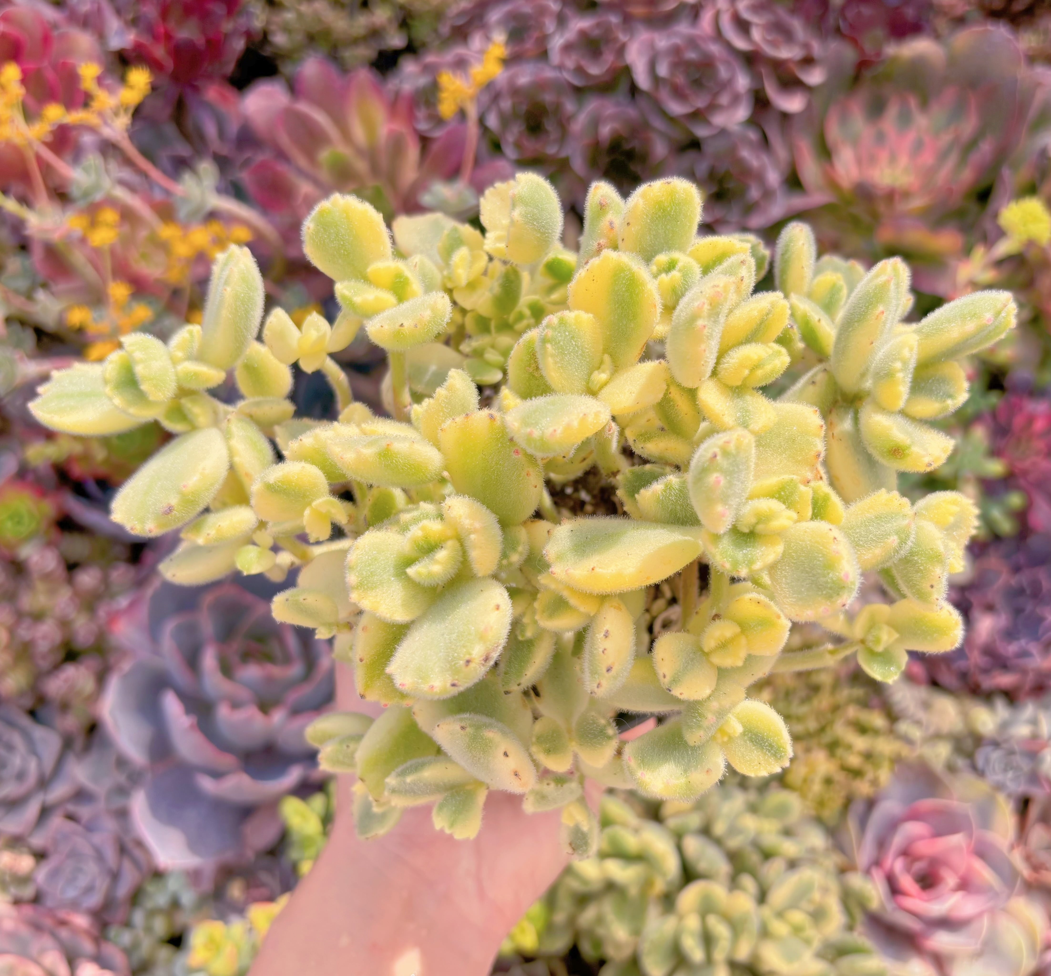 現品　白熊#M013　大群生　るる農園