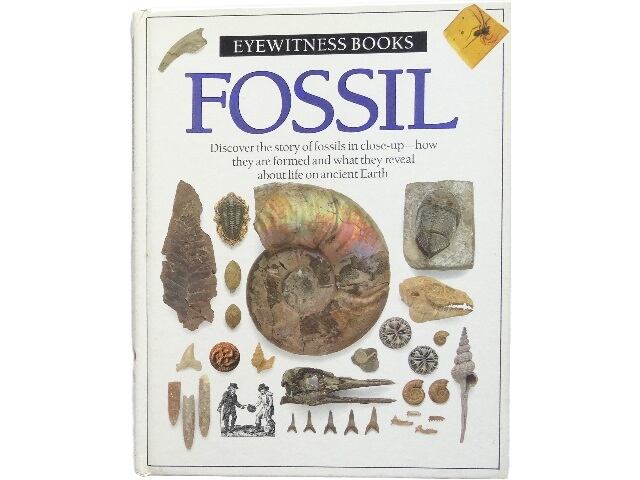 アンモナイト化石写真集