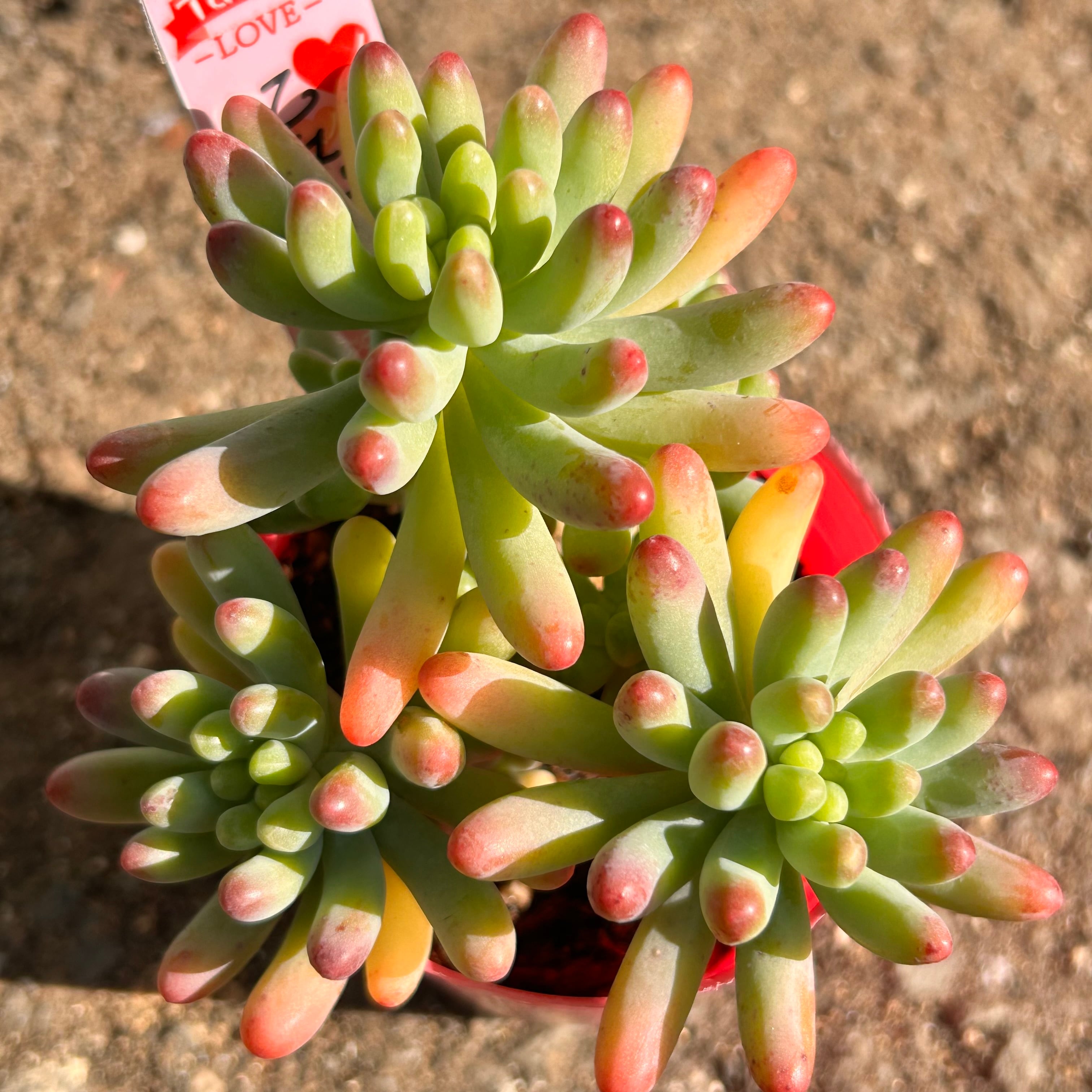 e378f8c05df3793f4492ee29383904