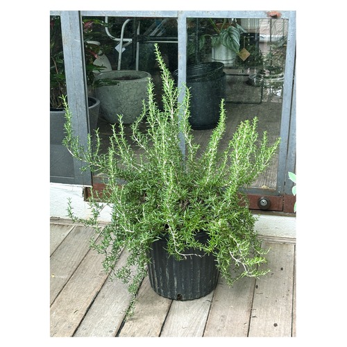 Rosemary