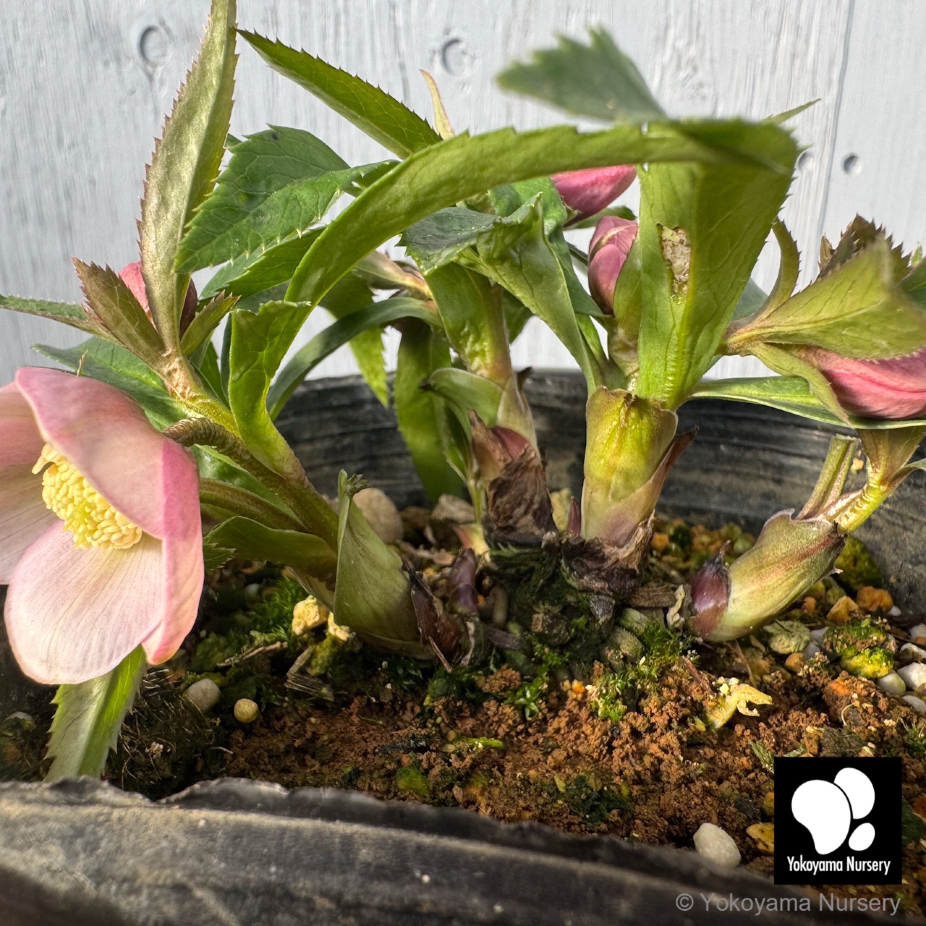 パイライトローズ専用ページ パイライトローズ専用ページ パイライトローズ専用ページ パイライト