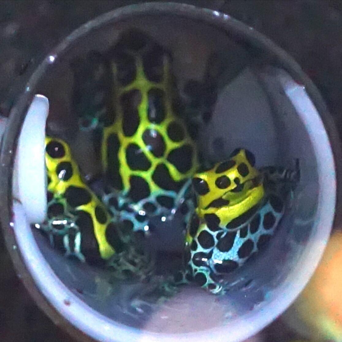 3匹セット】バリアビリスヤドクガエル・サザン Ranitomeya variabilis