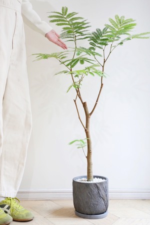 【L】エバーフレッシュ /Pithecellobium confertum ever fresh