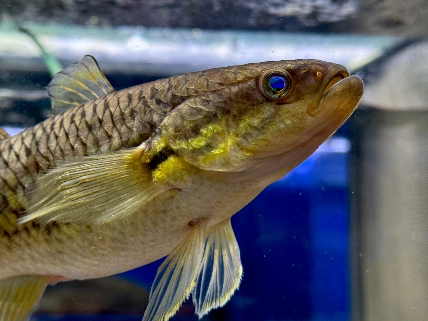 インドネシア産スネークヘッドガジョン 18〜20cm | AQUASTYLEG