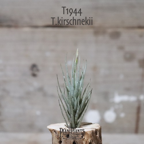 【送料無料】T.kirschnekii (花芽付き)〔エアプランツ〕現品発送T1944