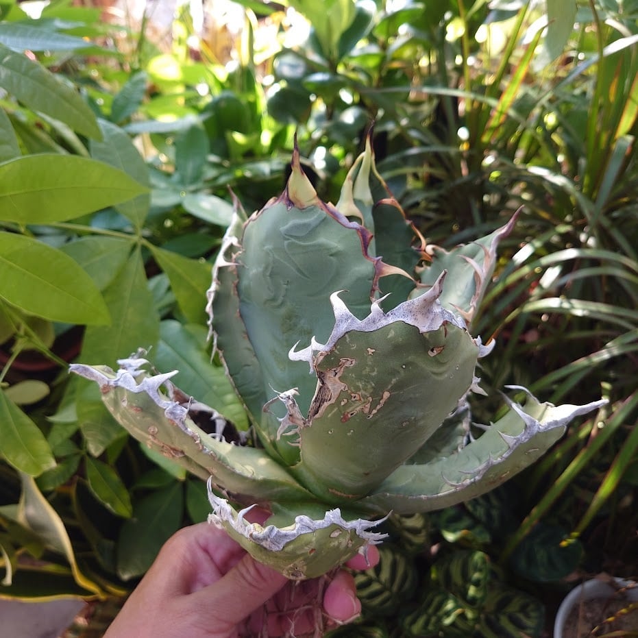 アガベ チタノタ オアハカ Agave titanota Oaxaca 19 | 多肉植物