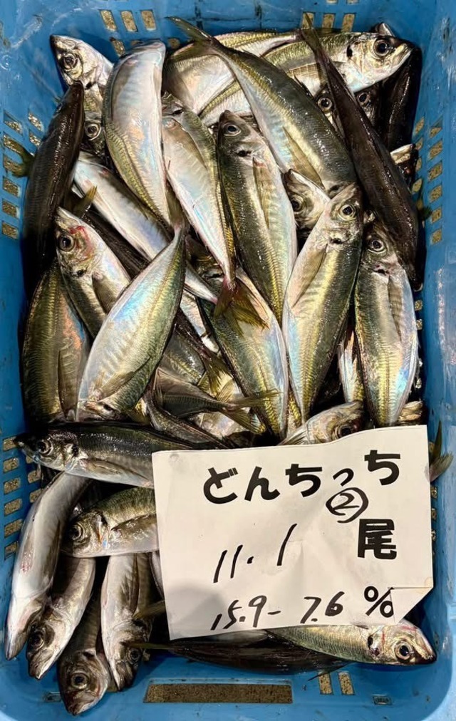 島根ブランド｜どんちっちアジ｜脂質10％以上の“トロアジ”　10尾入れ