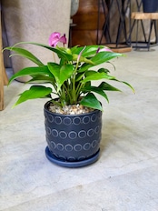 アンスリウム・ジズー