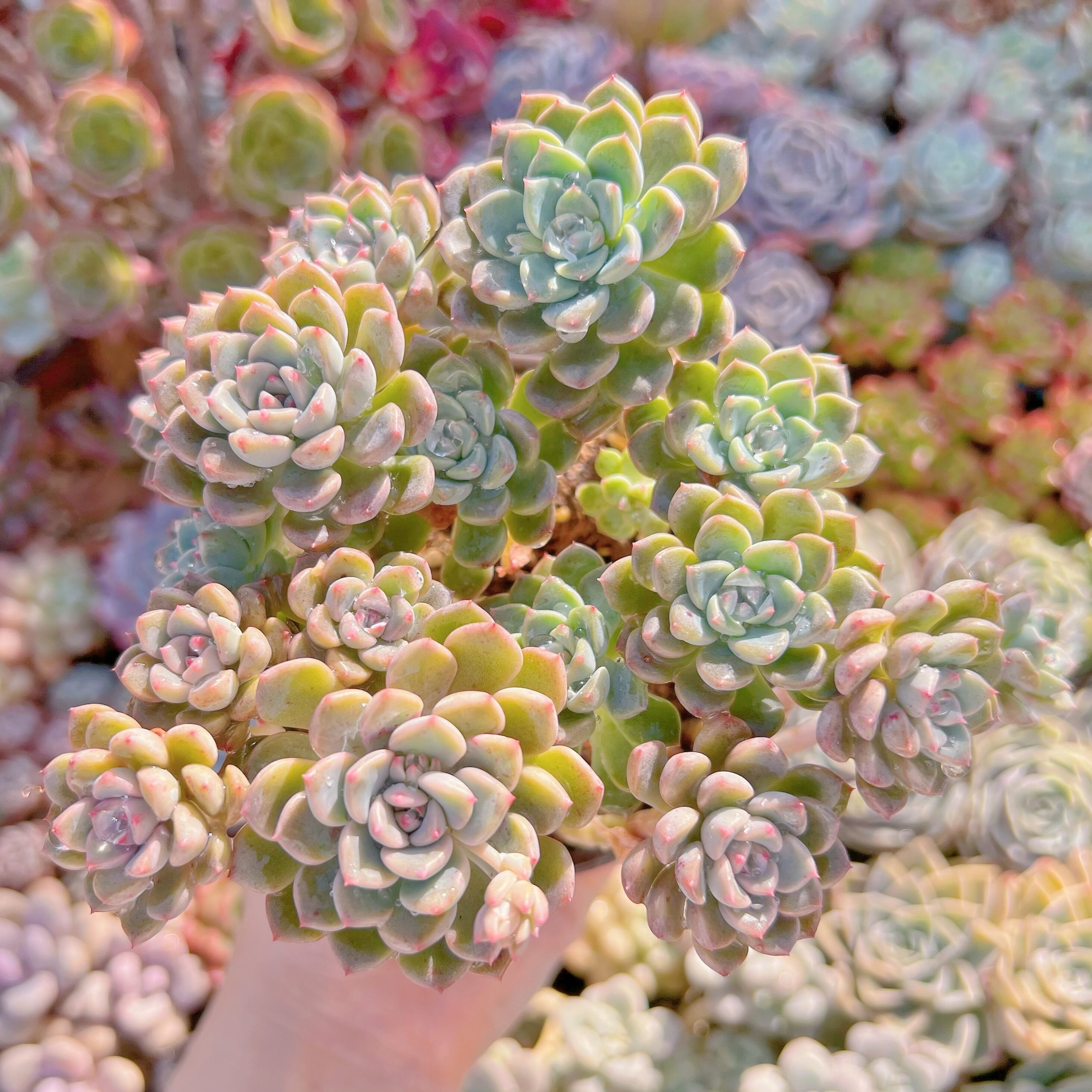 現品　ベビードール#042　群生　新入荷　るる農園