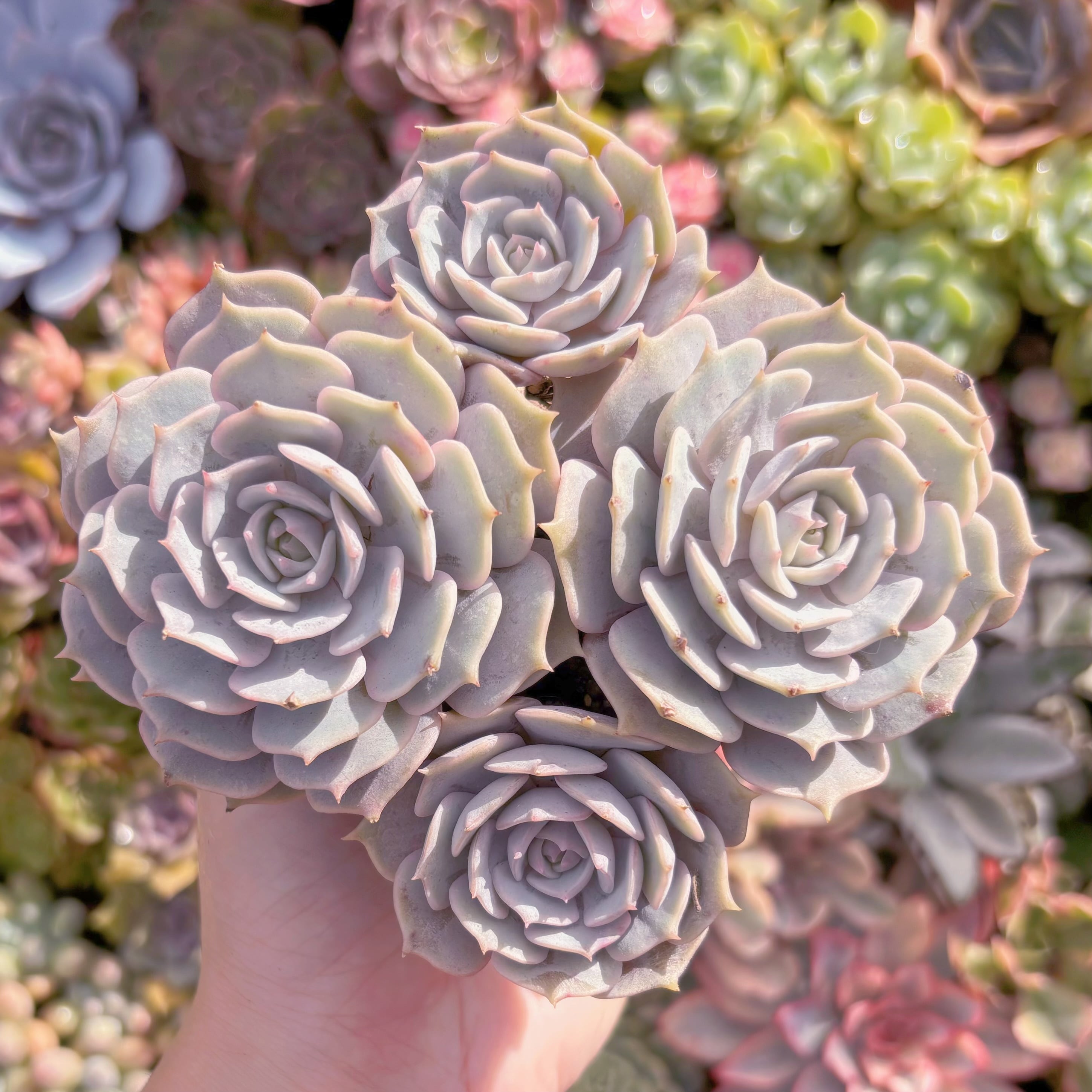 現品　ローラ#1180　群生　新入荷　るる農園