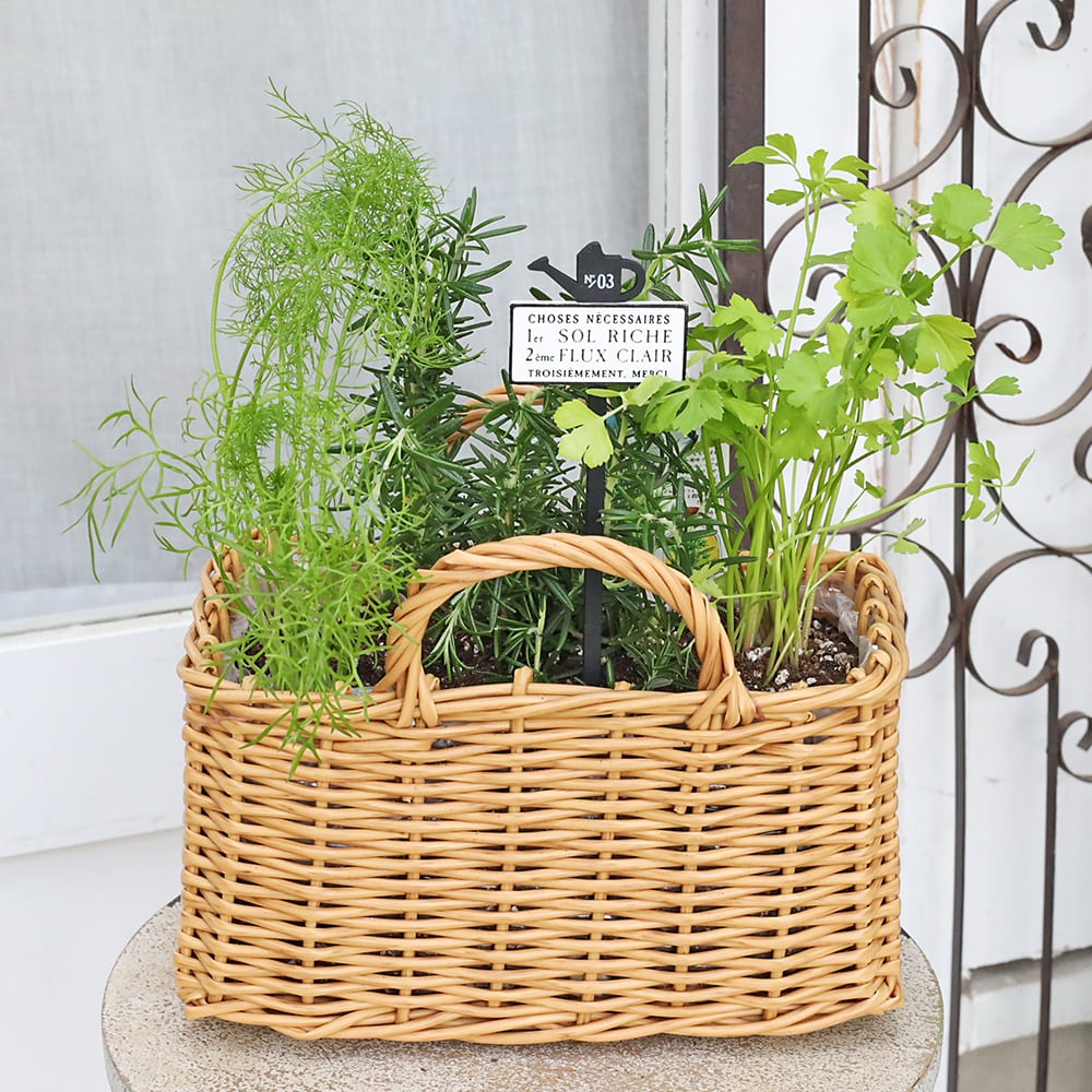 ハーブ寄せ植え おまかせ ナチュラルバスケット スクエア おしゃれ
