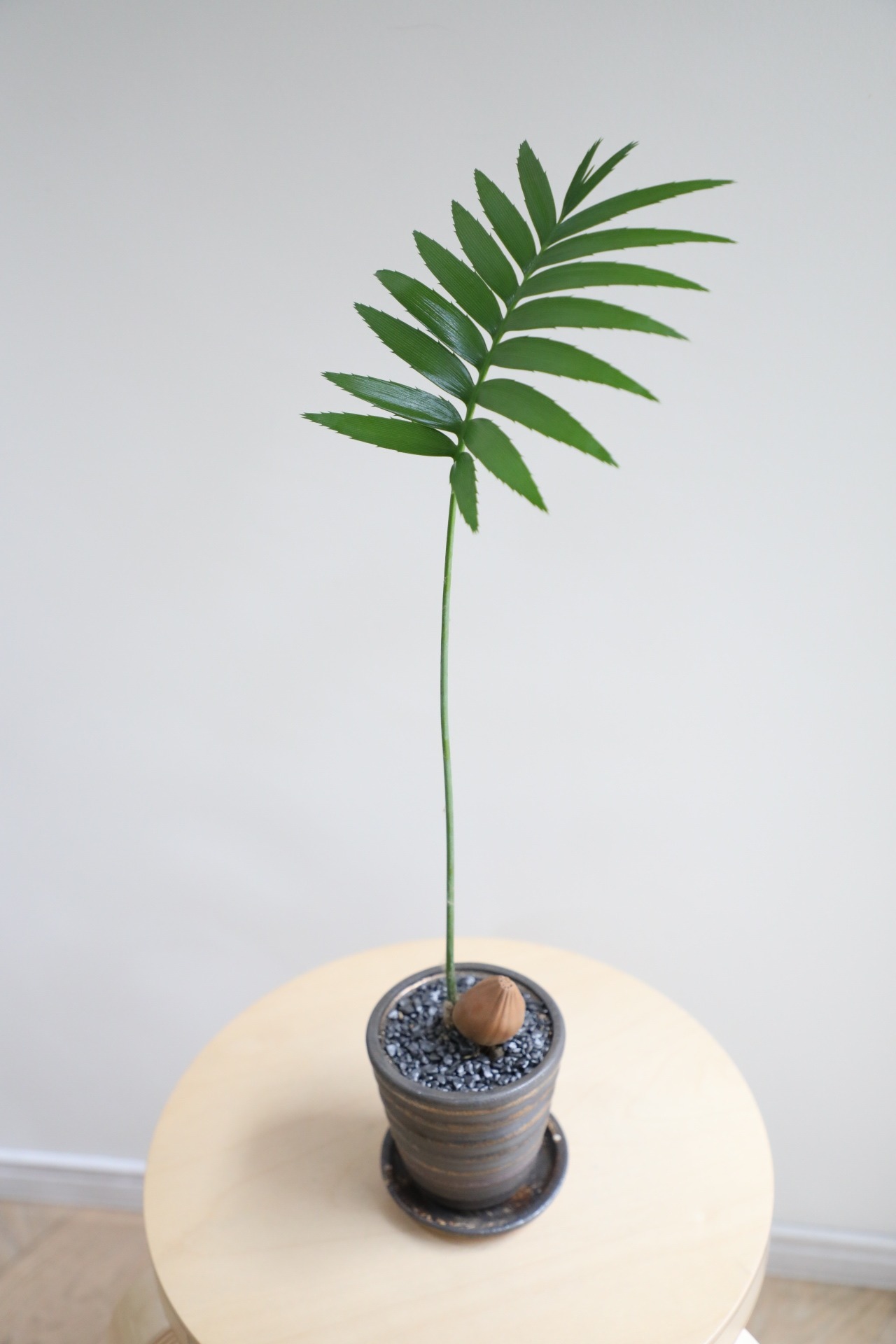 【M】ディオーン スピヌロスム/Dioon spinulosum ※陶器鉢付き