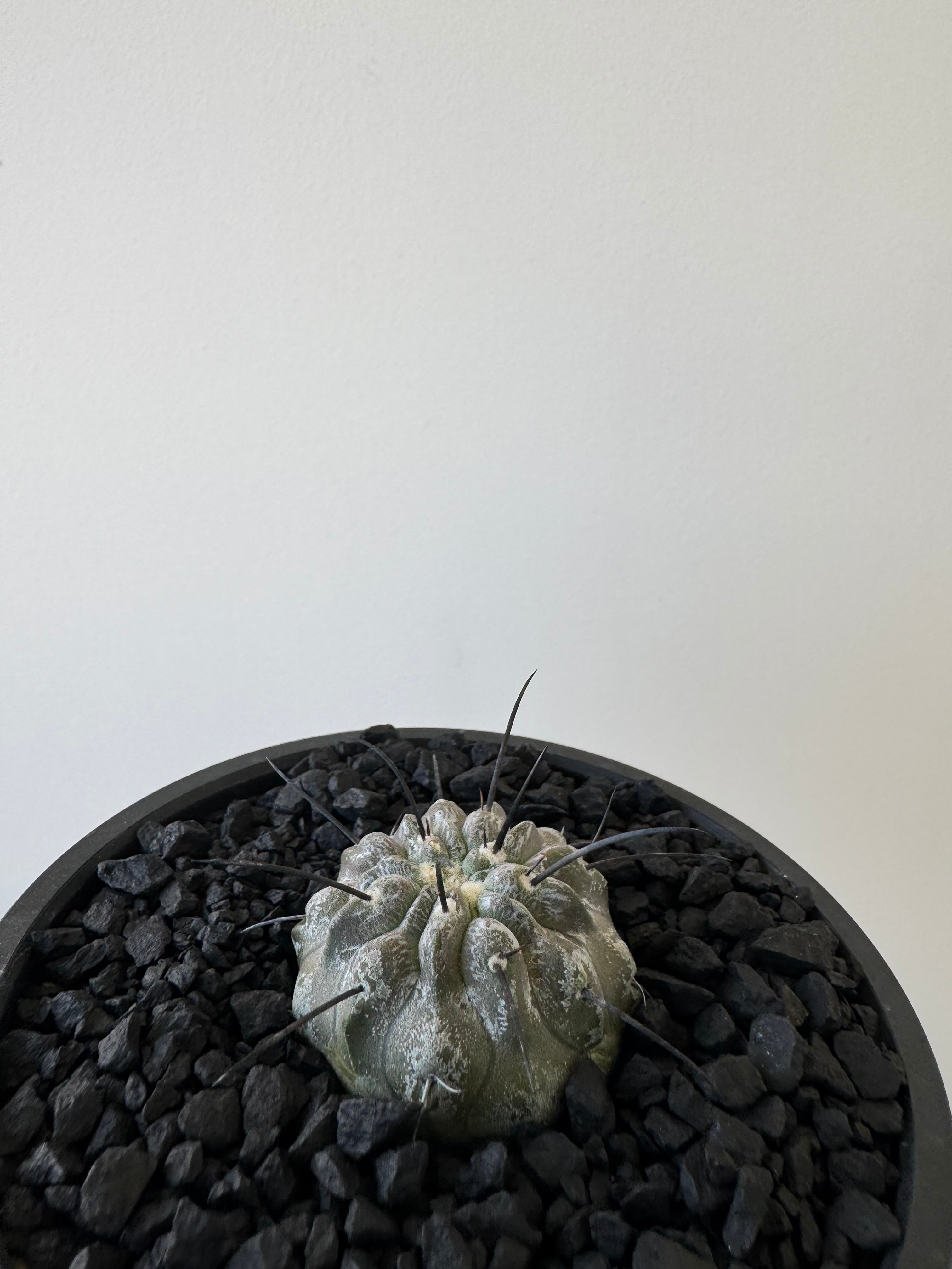 新着】Copiapoa dealbata 2 × CACTUS鉢【俺の黒士冠】コピアポア デ