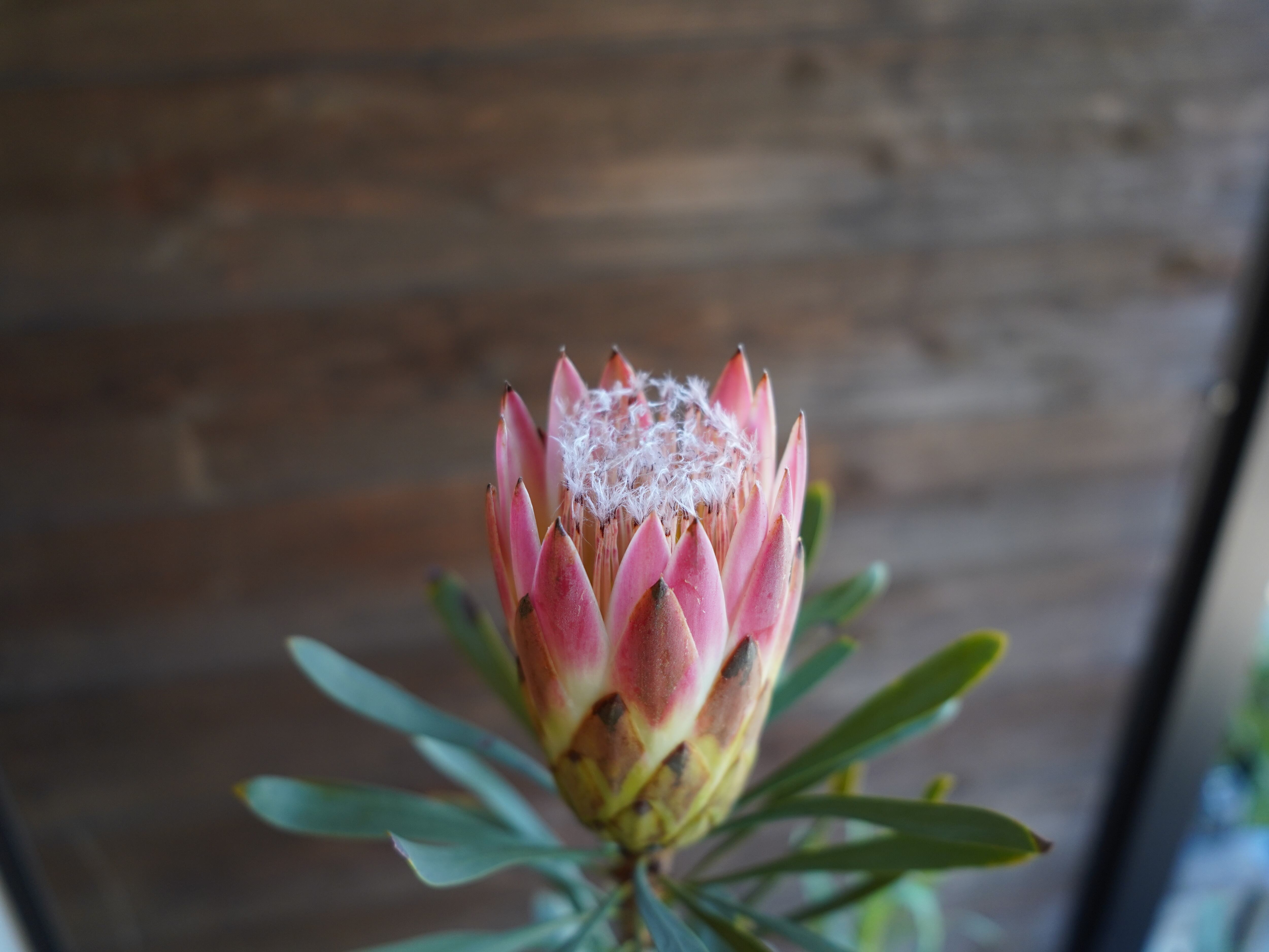 【現物】プロテア ”ルビーブラッシュ” B