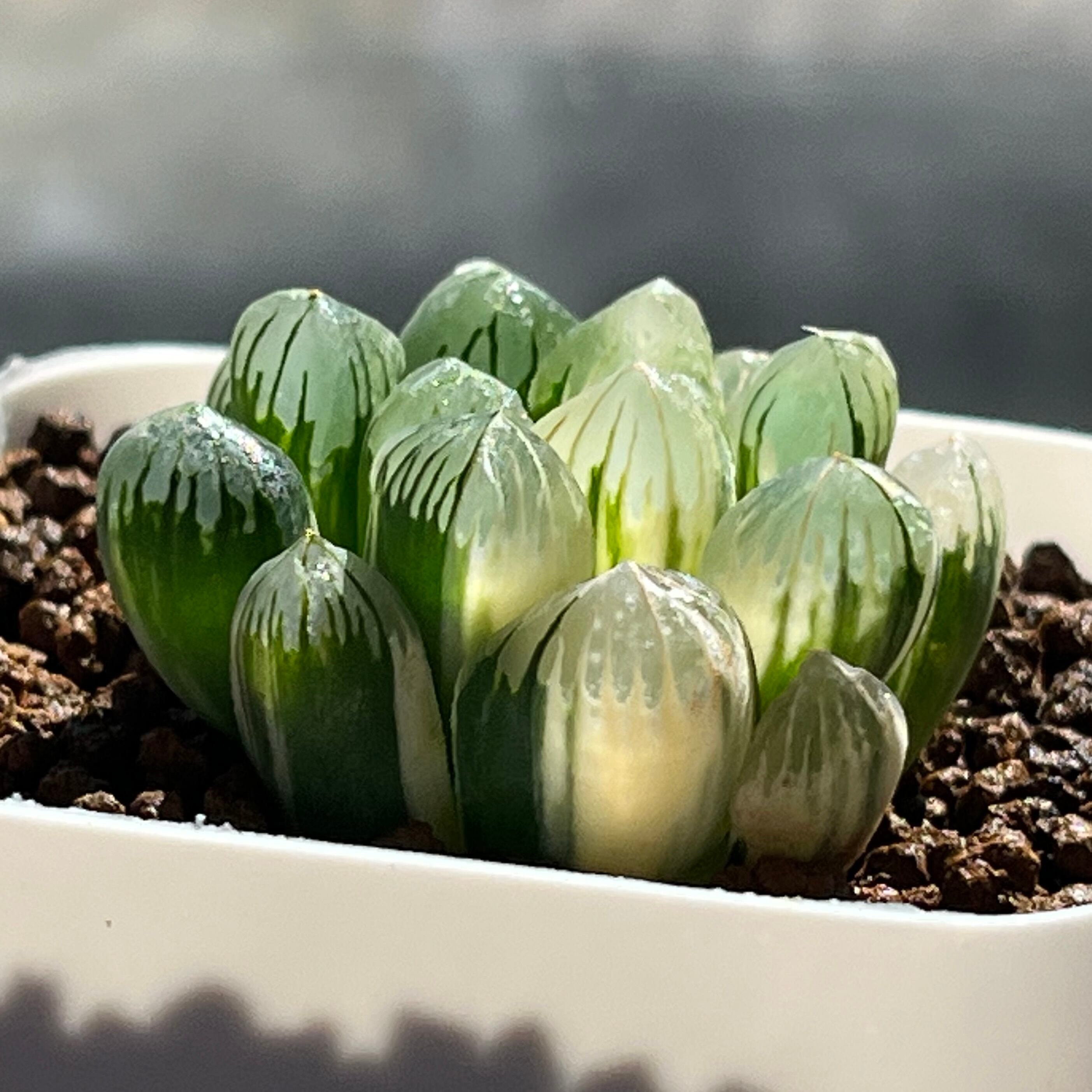 ハオルチア 老川オブツーサ錦 | mocono_plants