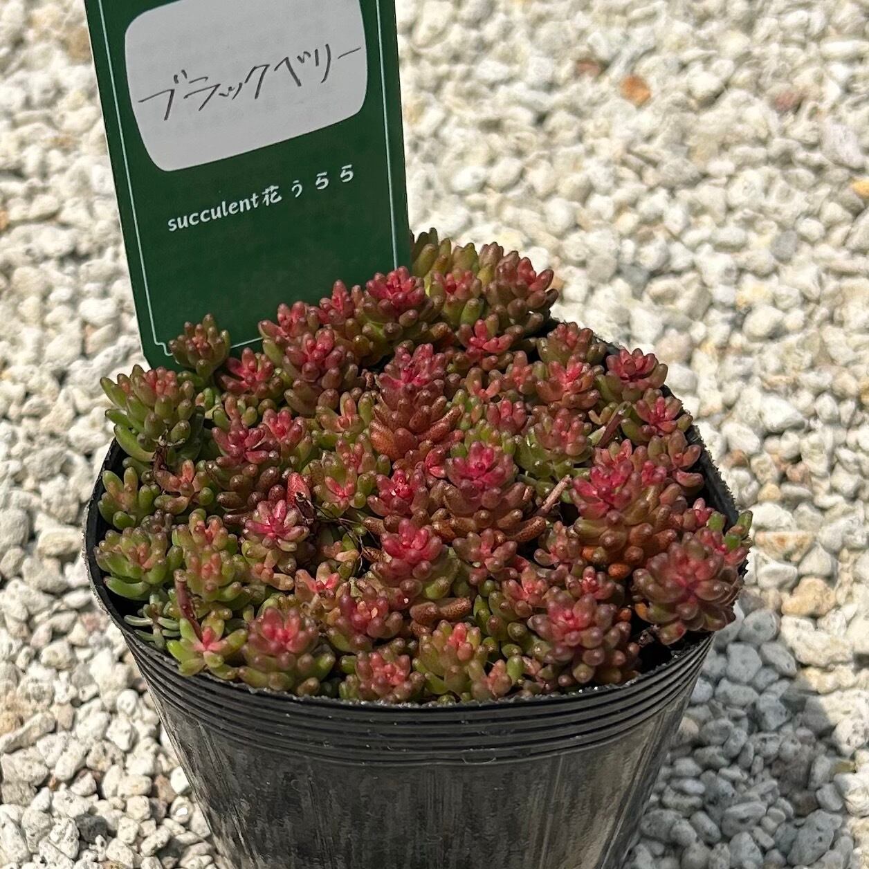 ルビーティント 3カット 多肉植物 | Succulent 花うらら 〜多肉植物
