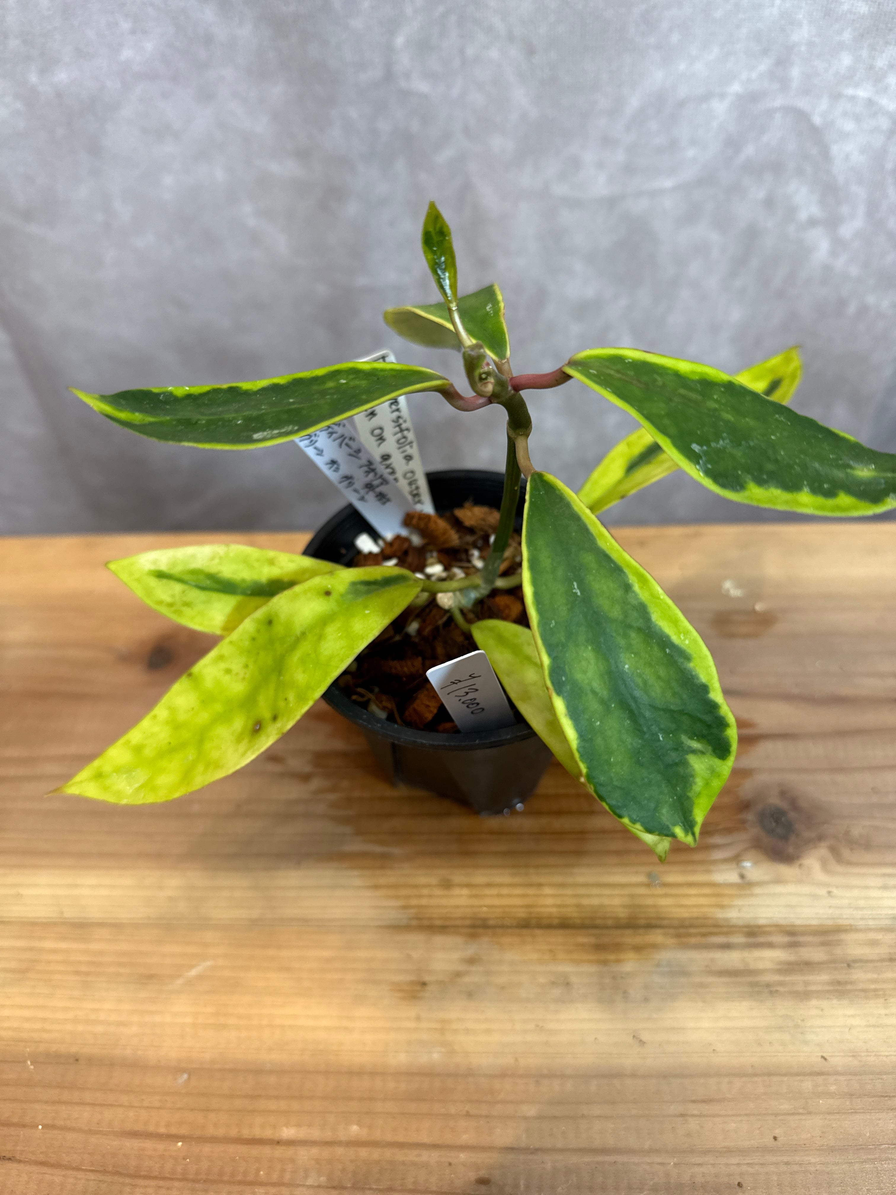 ホヤ ディバーシフォリア外斑 G.O.G. | Gardenえん 【観葉熱帯植物】