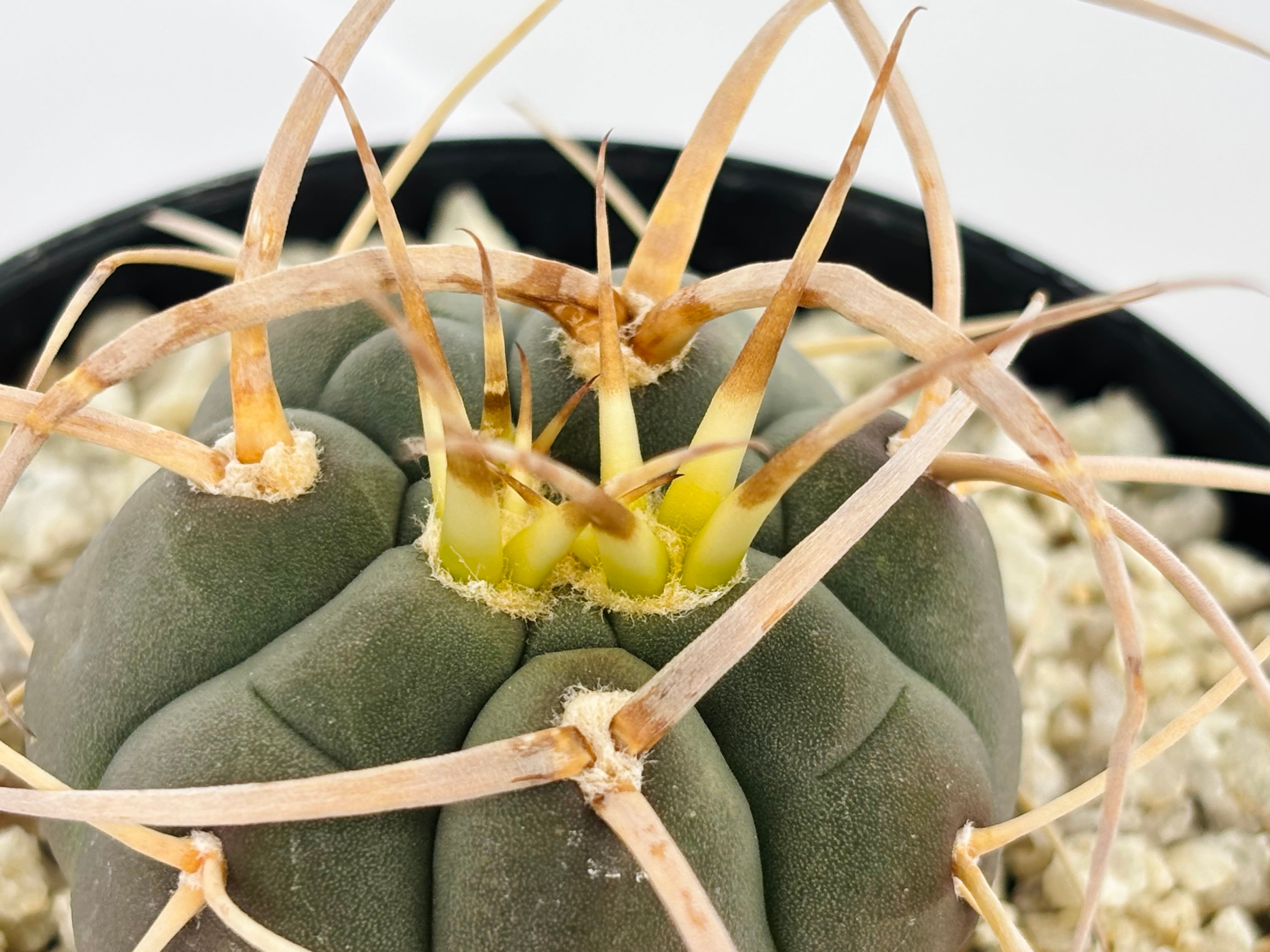 Gymnocalycium cardenasianum ギムノカリキウム 光琳玉 サボテン