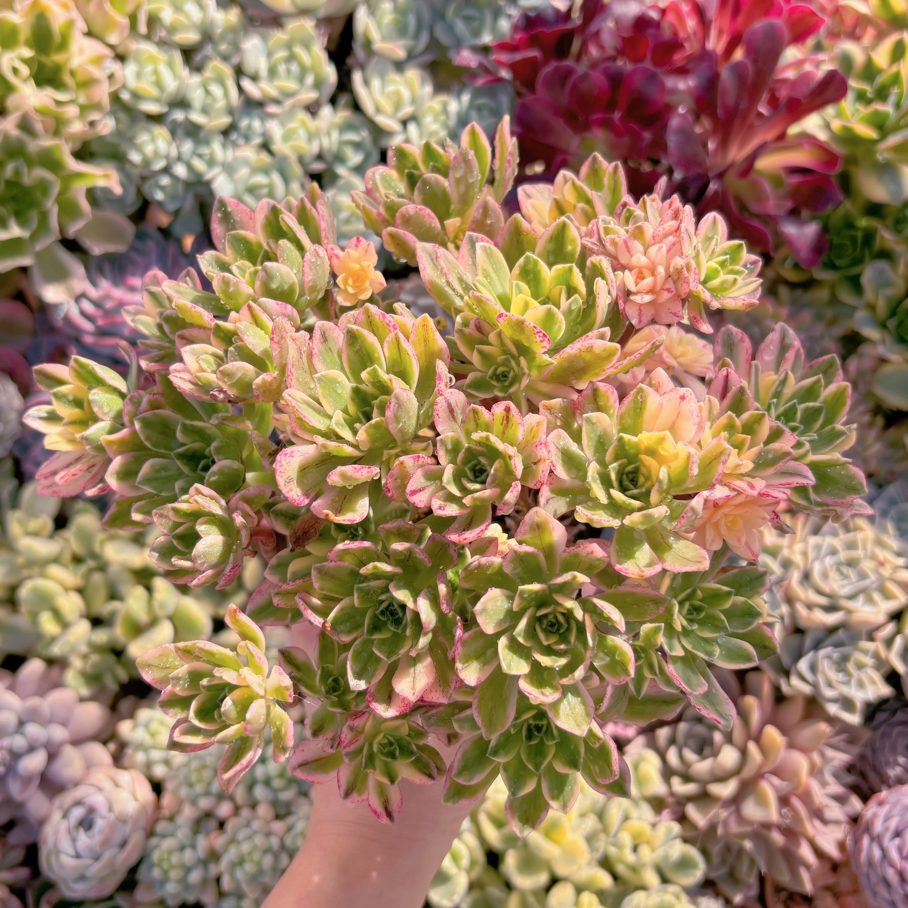 現品　sweet tea#A28　大群生　るる農園