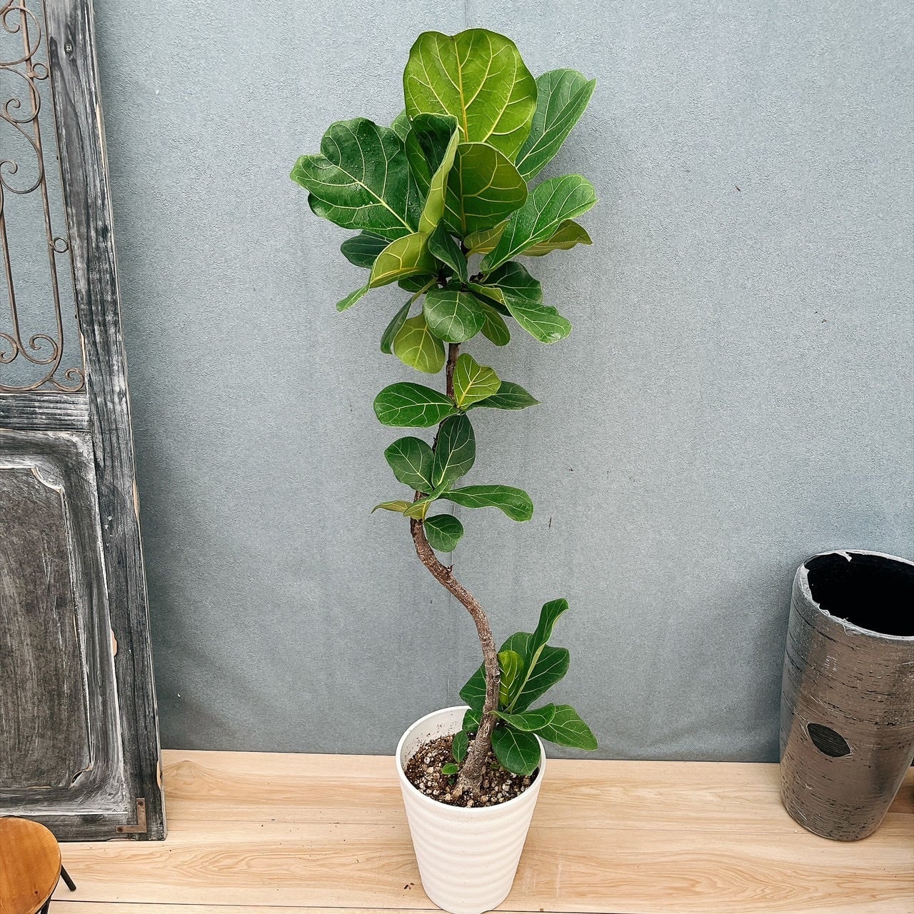 現品］【希少】23番 フィカス ジン 曲がり 8号 観葉植物 ゴムの木 室内