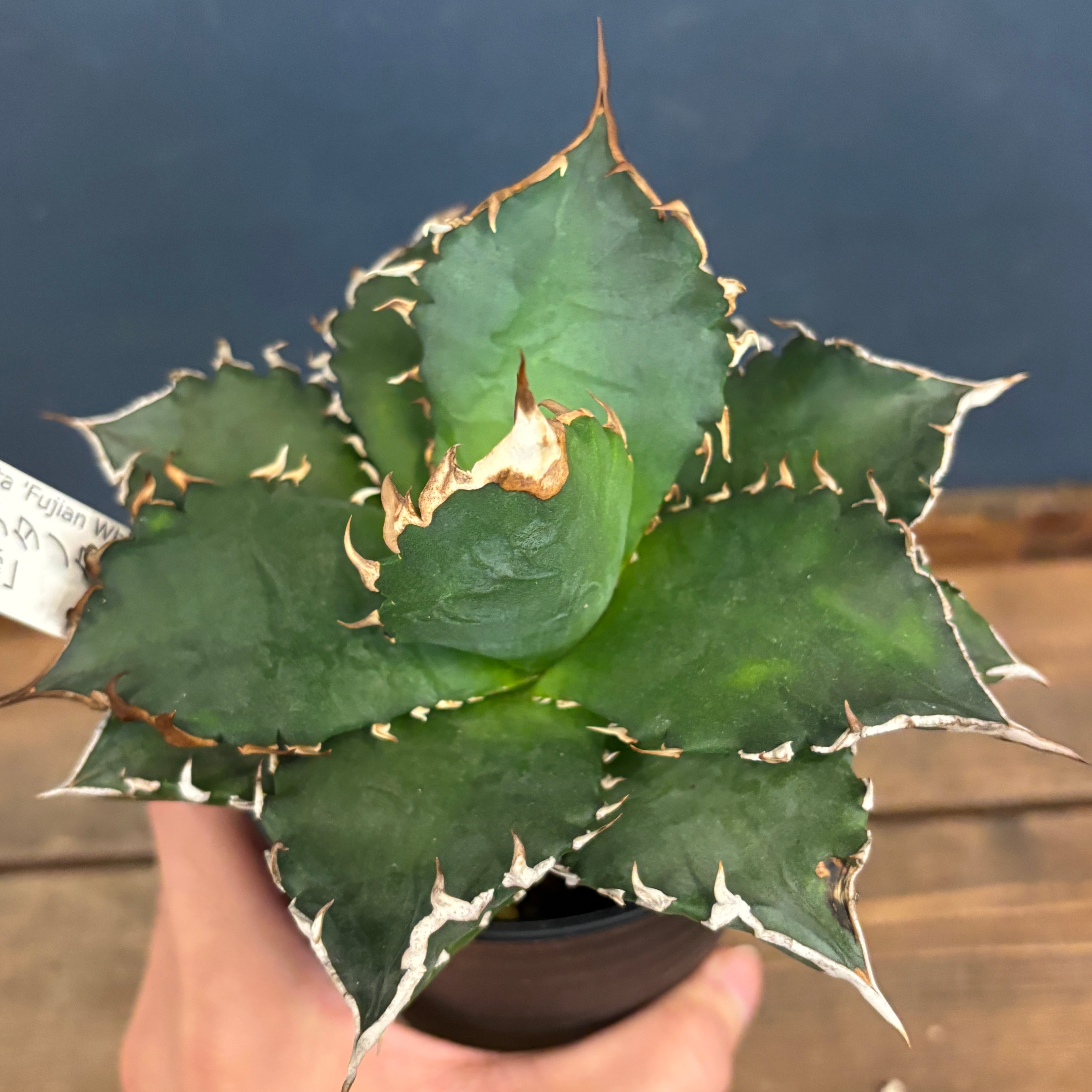 アガベ チタノタ 福建白鯨(狂刺夕映)【1044】 | PROTOLEAF プロトリーフ