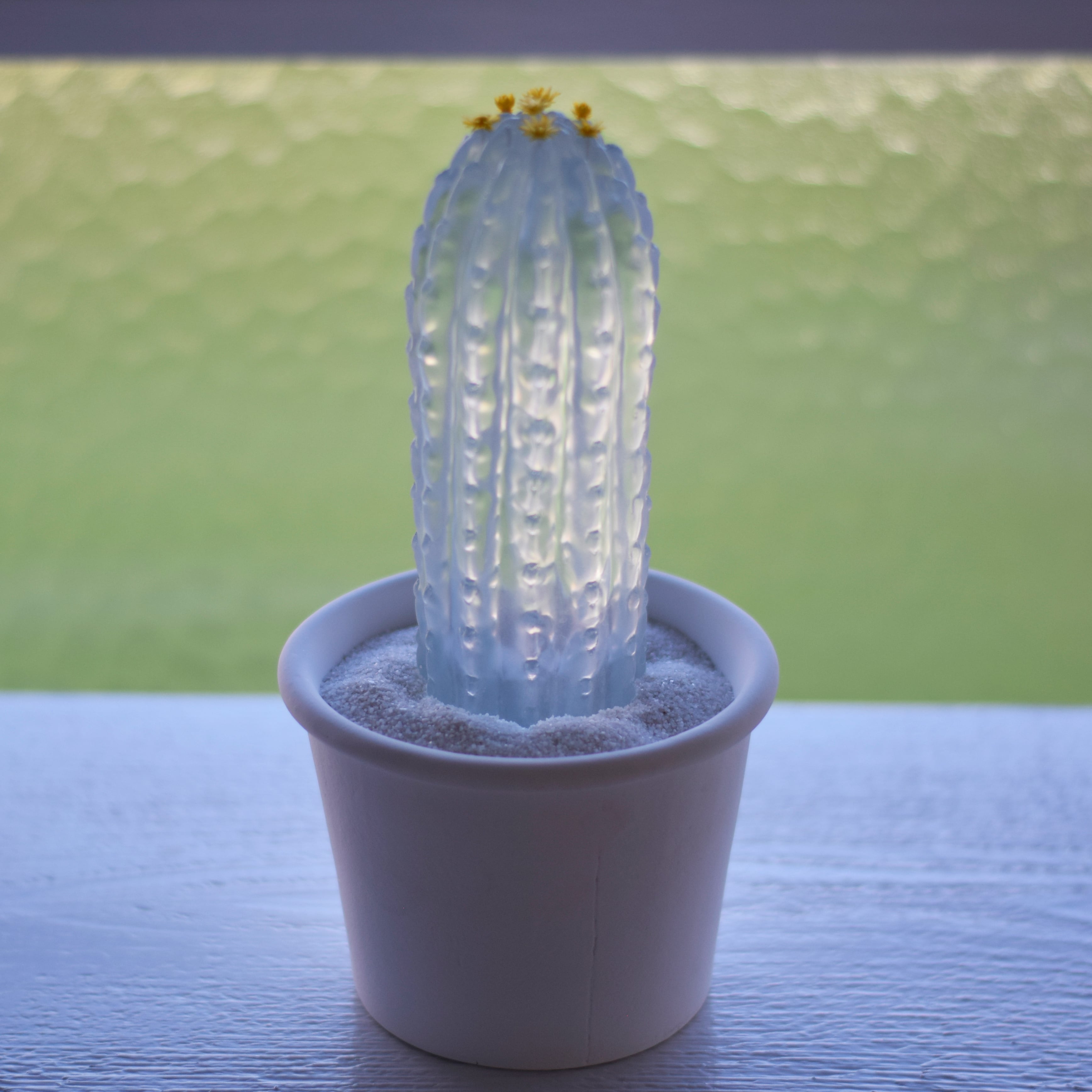 clear cactus ブラウニー | Sabotensi