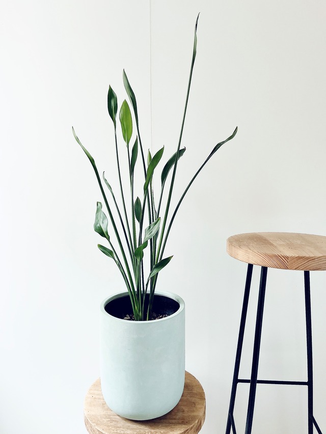 ストレリチア ノンリーフ ユンケア 陶器鉢仕立て【Premium Plants】