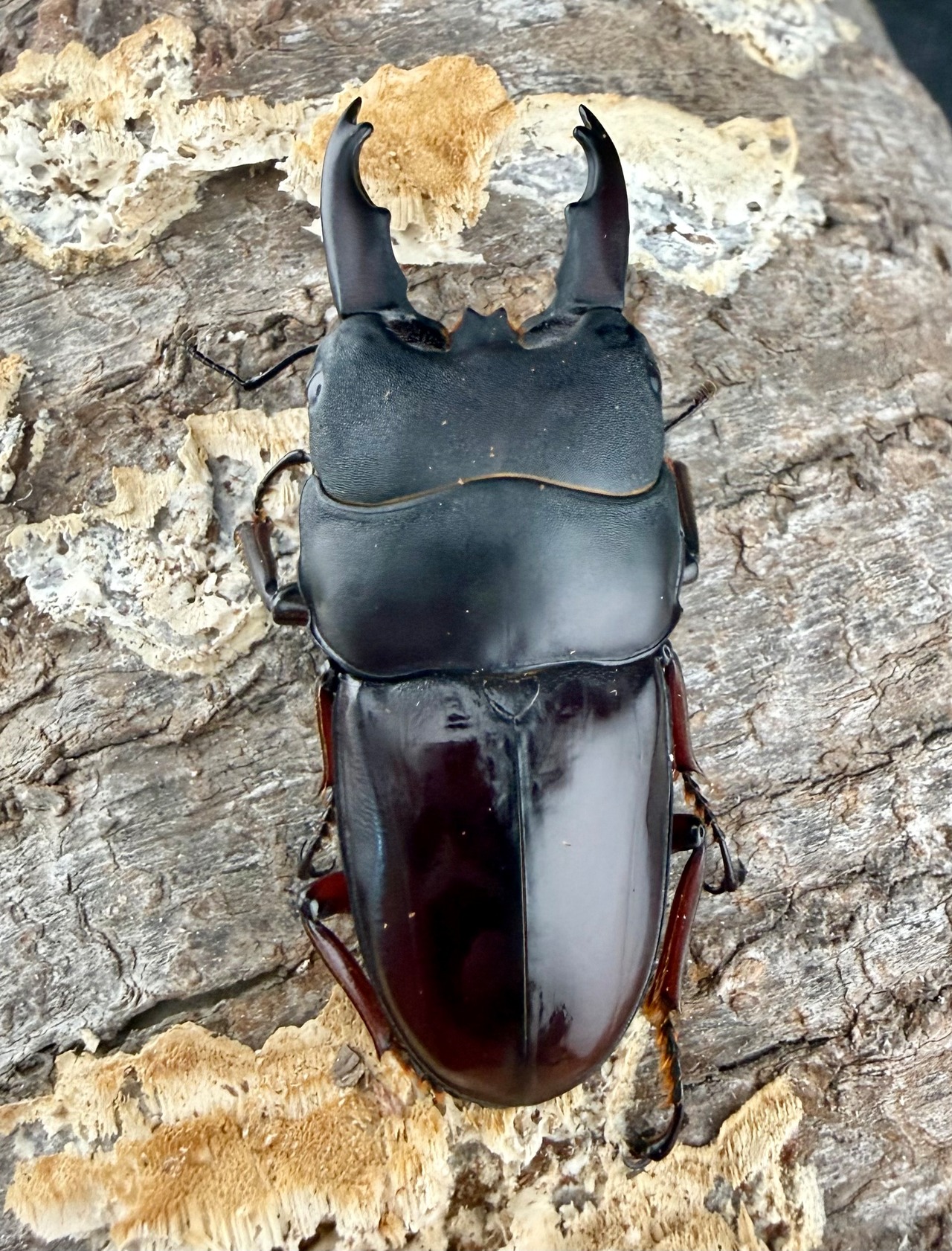 【WF4】《デタニヒラタ 53mm ペア》わたくわ氏ブリード個体