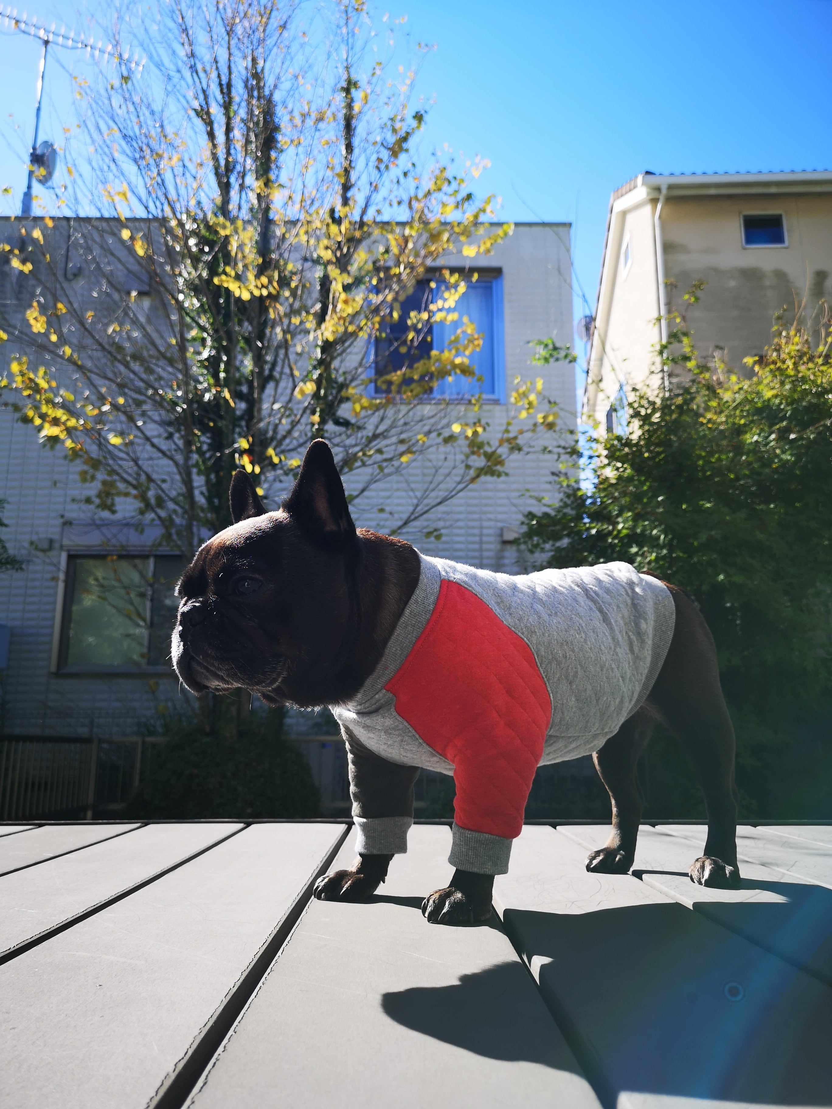 犬服 Baby服 カラーリンク キルティングラグラン Hifn