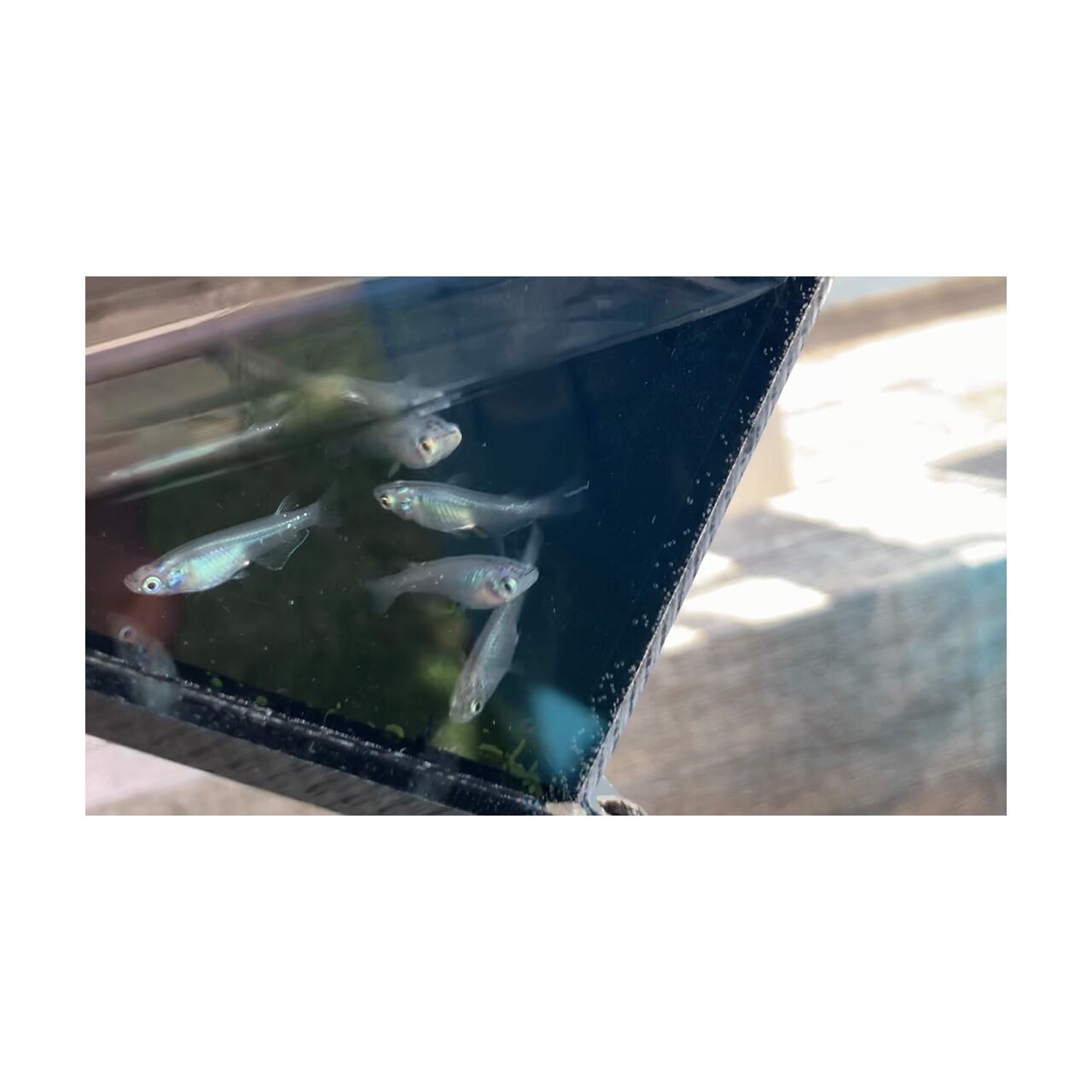 販売 深海メダカ 1匹 雌雄のご指定不可 Shipsctc Org