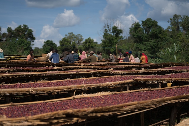 Ethiopia / Sidama - Bensa Debela - Washed【150g】