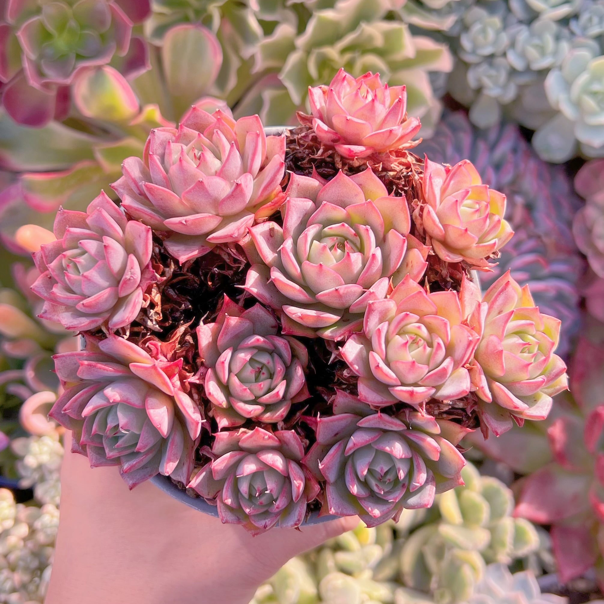 多肉植物　リンゼアナ　大群生　新入荷　るる農園