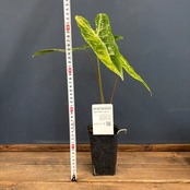 アロカシア　ロンギロバ　オーレア　バリエガータ【590】